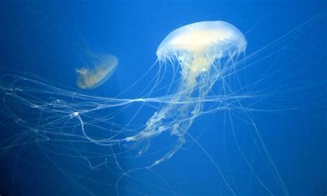 Can You Swim in the Chesapeake Bay? And Why Do Jellyfish Love Jazz?