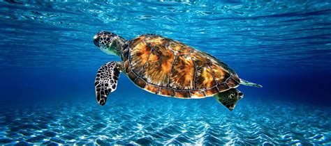 How Fast Can a Sea Turtle Swim: And Why Do They Sometimes Race Against Snails?