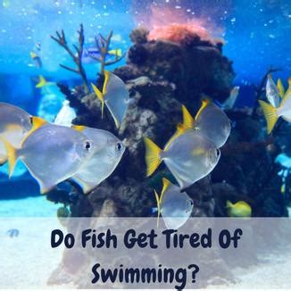 How Long Does It Take to Swim a Mile and Why Do Fish Never Get Tired?