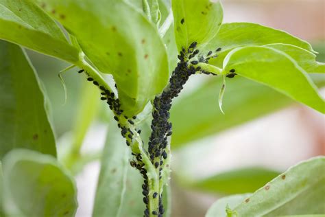 How to Get Rid of Bugs on Outdoor Plants: A Comprehensive Guide to Keeping Your Garden Pest-Free