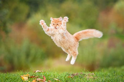 Is Running Two Miles a Day Good? And Why Do Cats Always Land on Their Feet?